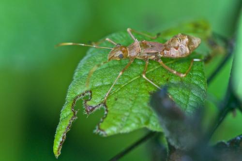 Riptortus sp.