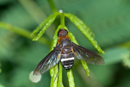 Ligyra sp.