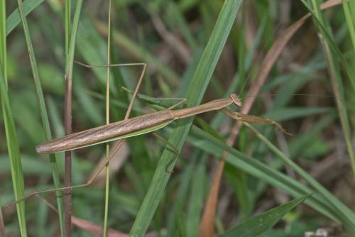 Tenodera sp.