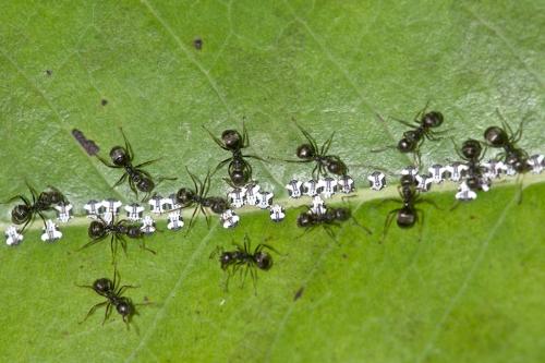 Dolichoderus (affinis-thoracicus)