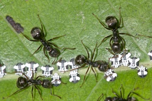 Dolichoderus (affinis-thoracicus)