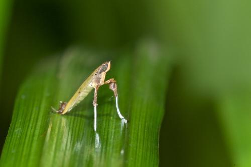 Caloptilia sp.