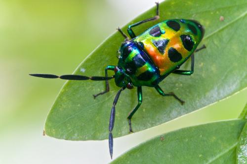 Réf. 166 384 : Chrysocoris sp.
