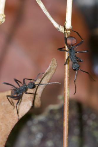 Polyrhachis armata