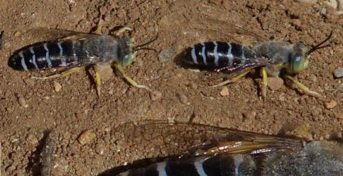 Bembix sinuata