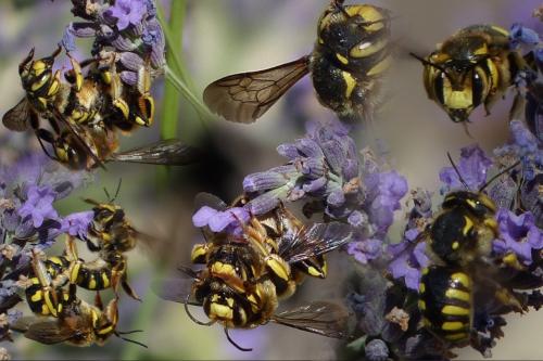 Anthidium florentinum