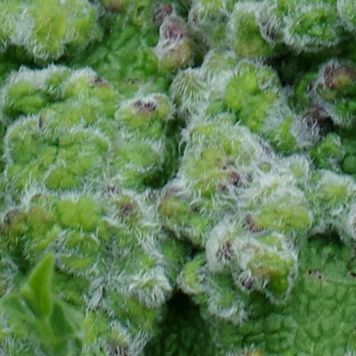 Aceria salviae