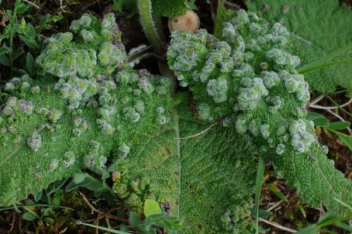 Aceria salviae