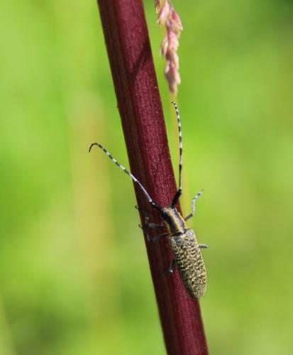 Agapanthia villosoviridescens
