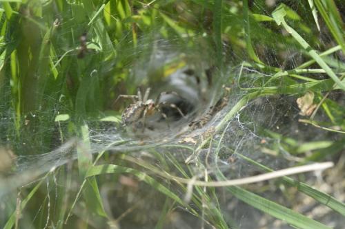 Agelena labyrinthica