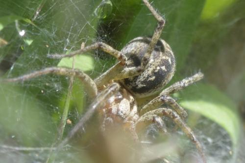 Agelena labyrinthica