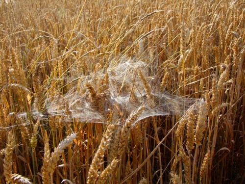 Agelena labyrinthica