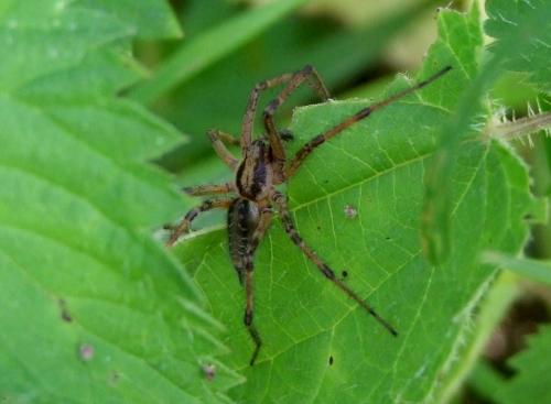 Agelena labyrinthica
