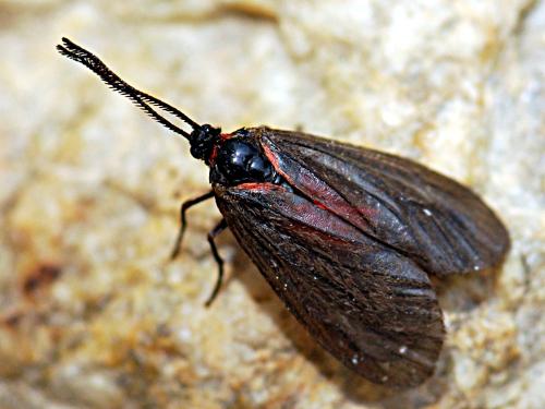 Aglaope infausta