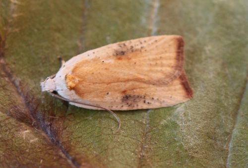 Agonopterix nervosa