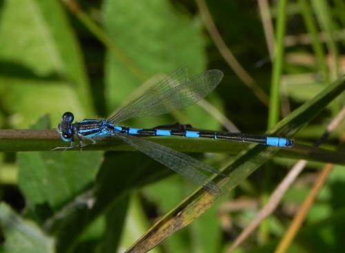 Coenagrion scitulum