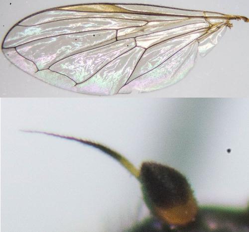 Melanostoma mellinum