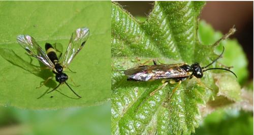 Emphytus cingulatus