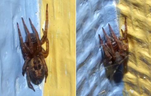 Amaurobius sp.