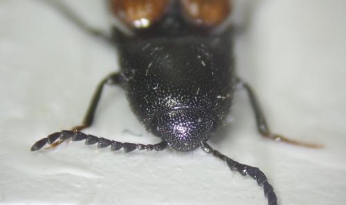 Ampedus elongatulus