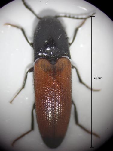 Réf. 166 047 : Ampedus elongatulus