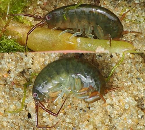 Orchestia sp.