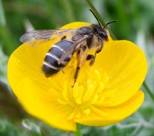 Andrena gravida