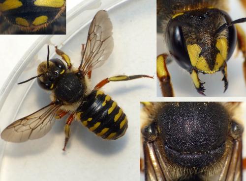 Anthidium manicatum