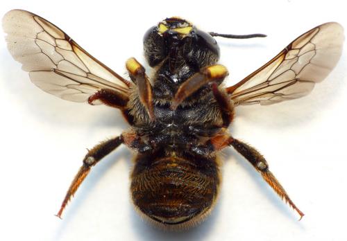 Anthidium manicatum