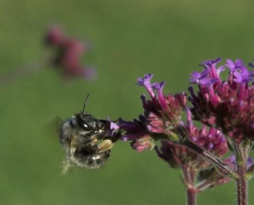 Anthophora plumipes