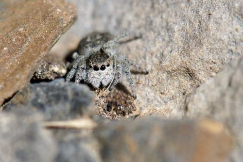 Réf. 166 493 : Attulus longipes