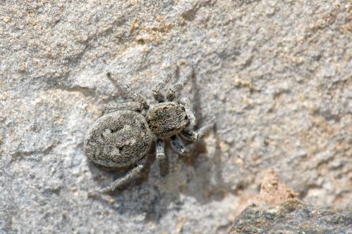 Réf. 166 494 : Attulus longipes