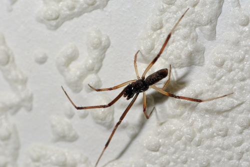 Episinus truncatus