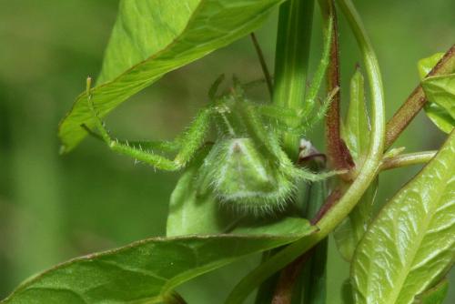 Heriaeus sp.