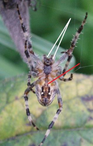 Araneus diadematus