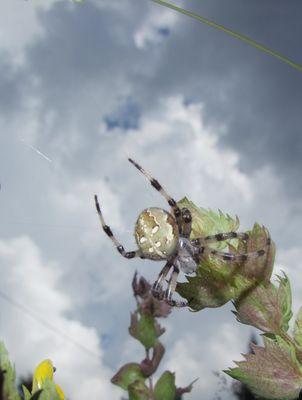 Araneus quadratus
