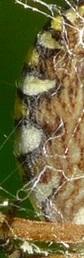 Réf. 166 586 : Argiope bruennichi
