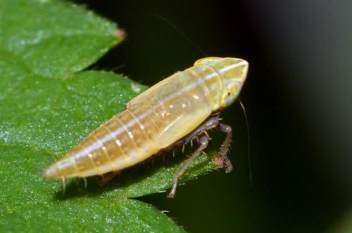 Arthaldeus striifrons