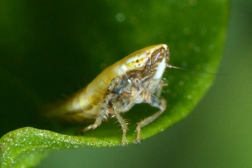 Arthaldeus striifrons