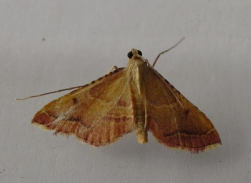 Réf. 166 126 : Endotricha flammealis
