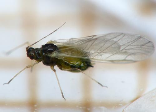 Aphis gossypii