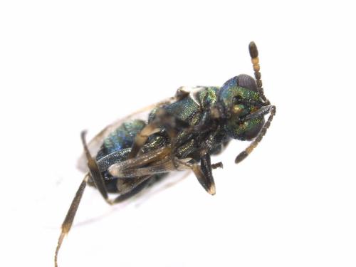 Blastothrix longipennis