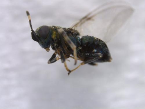 Blastothrix longipennis