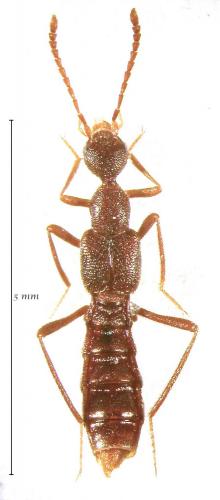 Réf. 166 855 : Blepharhymenus mirandus
