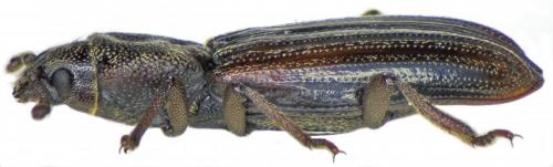 Bothrideres interstitialis