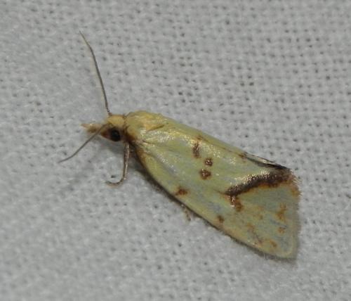 Réf. 166 792 : Agapeta hamana
