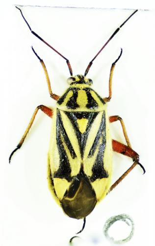 Réf. 166 722 : Brachycoleus steini