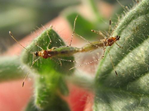 Gampsocoris punctipes pallidus