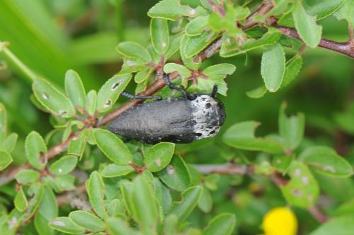 Réf. 166 986 : Capnodis tenebrionis