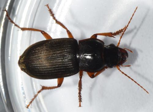 Pseudoophonus rufipes